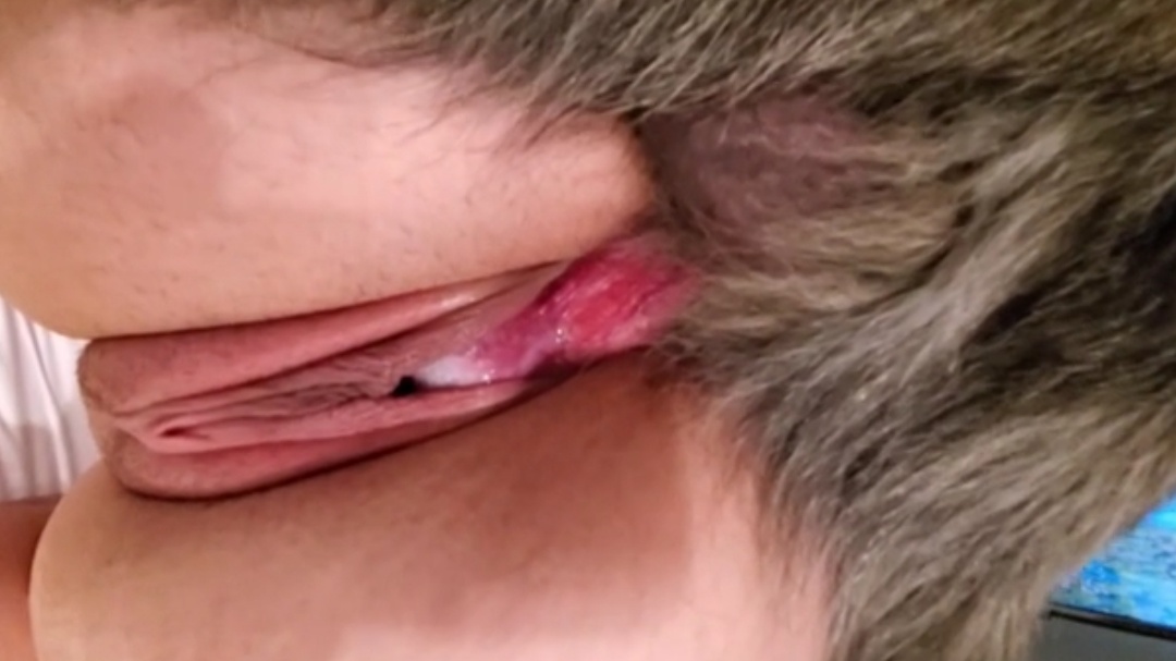 兽交特写,这狗的蝴蝶结看着是真刺激啊